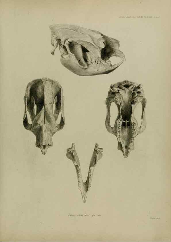 Reproducción/Reproduction 8346595998: Transactions of the Zoological Society of London.. [London] :Published for the Zoological Society of London by Academic Press