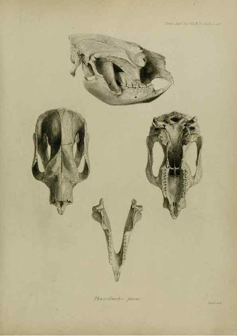 Reproducción/Reproduction 8346595998: Transactions of the Zoological Society of London.. [London] :Published for the Zoological Society of London by Academic Press