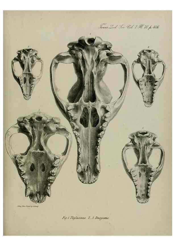 Reproducción/Reproduction 8345543407: Transactions of the Zoological Society of London.. [London] :Published for the Zoological Society of London by Academic Press