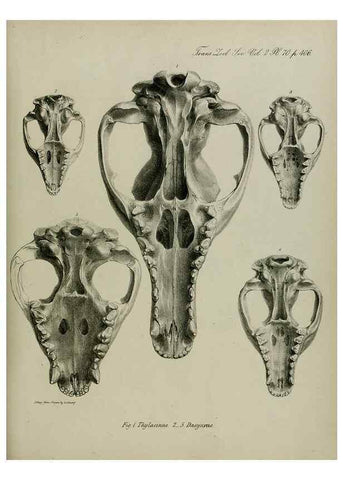 Reproducción/Reproduction 8345543407: Transactions of the Zoological Society of London.. [London] :Published for the Zoological Society of London by Academic Press