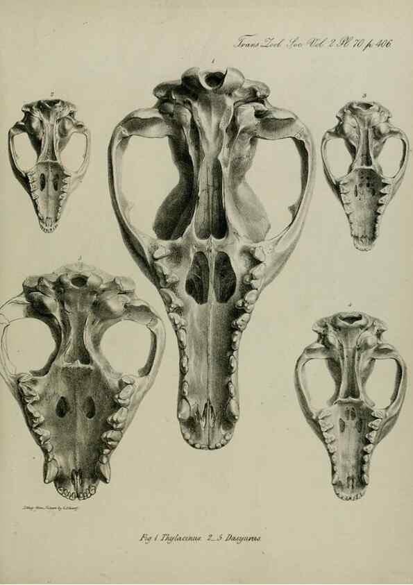 Reproducción/Reproduction 8345543407: Transactions of the Zoological Society of London.. [London] :Published for the Zoological Society of London by Academic Press