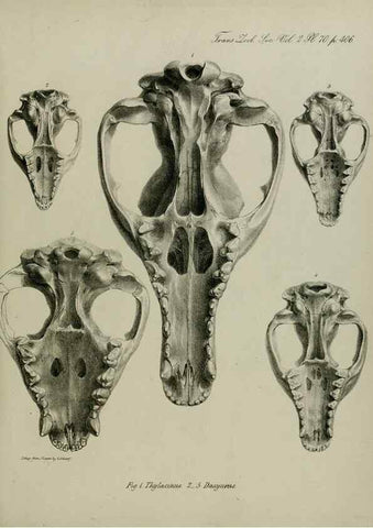 Reproducción/Reproduction 8345543407: Transactions of the Zoological Society of London.. [London] :Published for the Zoological Society of London by Academic Press