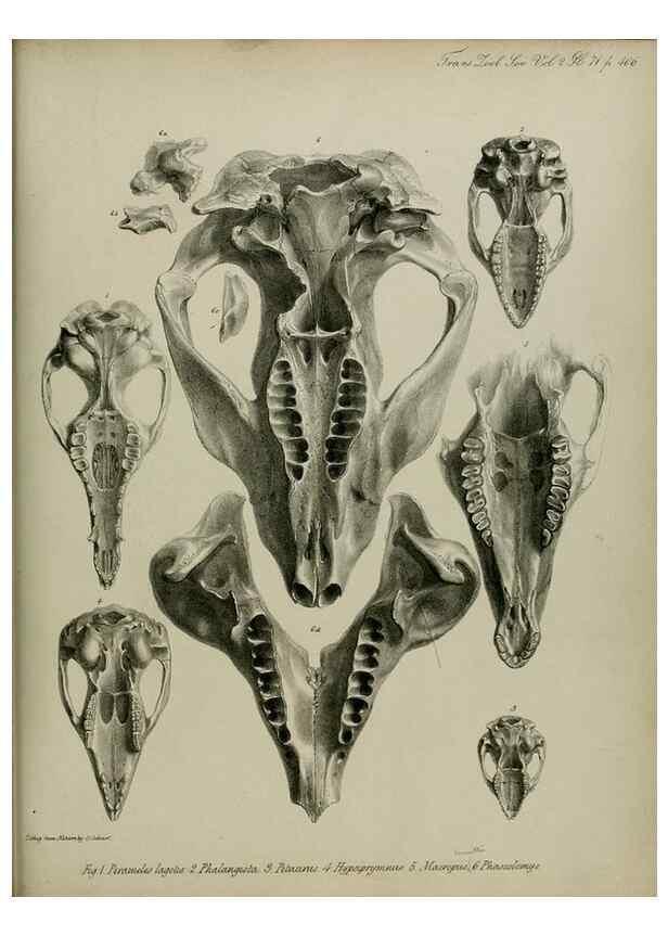 Reproducción/Reproduction 8345543985: Transactions of the Zoological Society of London.. [London] :Published for the Zoological Society of London by Academic Press