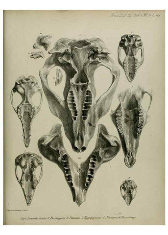 Reproducción/Reproduction 8345543985: Transactions of the Zoological Society of London.. [London] :Published for the Zoological Society of London by Academic Press