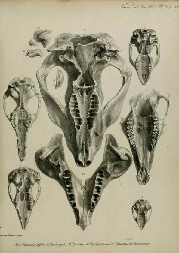 Reproducción/Reproduction 8345543985: Transactions of the Zoological Society of London.. [London] :Published for the Zoological Society of London by Academic Press