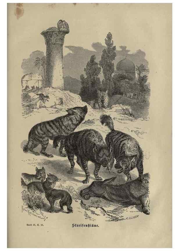 Reproducción/Reproduction 8347044430: Brehms thierleben, allgemeine kunde des thierreichs.. Leipzig :Verlag des Bibliographischen instituts,1876-1879.