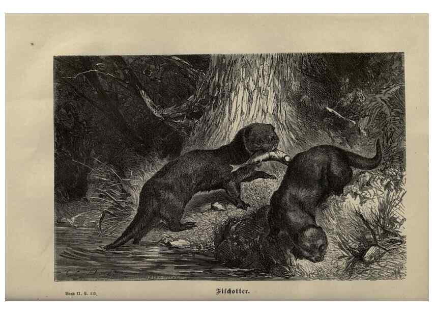 Reproducción/Reproduction 8347045574: Brehms thierleben, allgemeine kunde des thierreichs.. Leipzig :Verlag des Bibliographischen instituts,1876-1879.