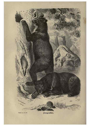 Reproducción/Reproduction 8345991509: Brehms thierleben, allgemeine kunde des thierreichs.. Leipzig :Verlag des Bibliographischen instituts,1876-1879.