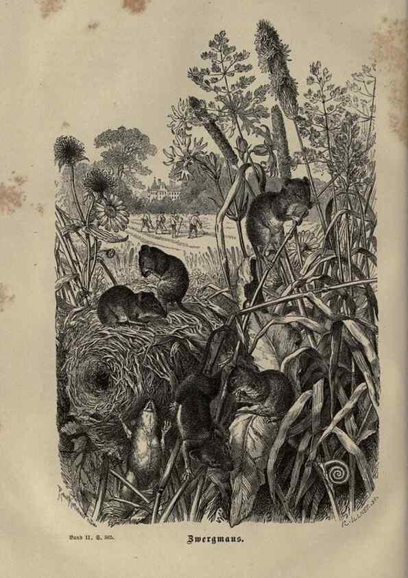 Reproducción/Reproduction 8347048800: Brehms thierleben, allgemeine kunde des thierreichs.. Leipzig :Verlag des Bibliographischen instituts,1876-1879.