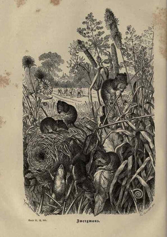 Reproducción/Reproduction 8347048800: Brehms thierleben, allgemeine kunde des thierreichs.. Leipzig :Verlag des Bibliographischen instituts,1876-1879.