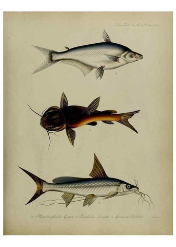 Reproducción/Reproduction 8345540237: Transactions of the Zoological Society of London.. [London] :Published for the Zoological Society of London by Academic Press