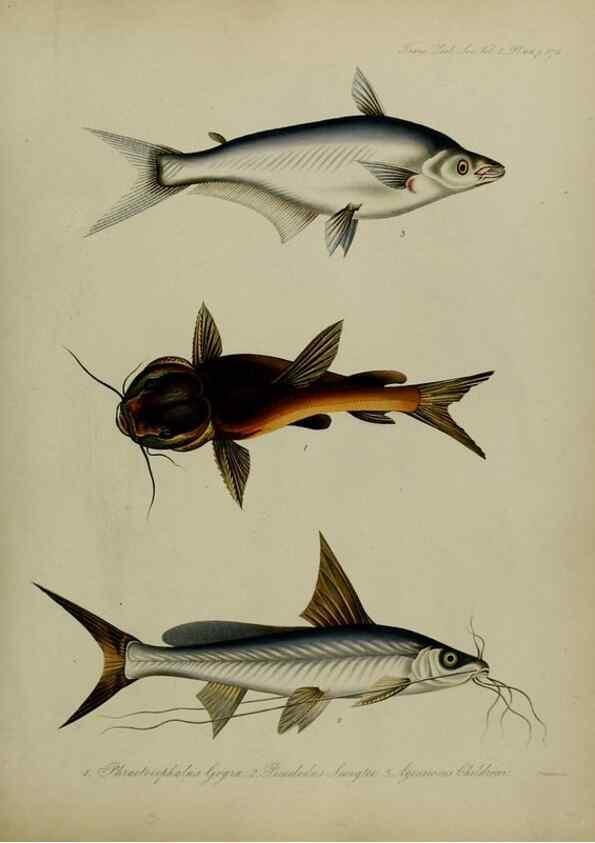 Reproducción/Reproduction 8345540237: Transactions of the Zoological Society of London.. [London] :Published for the Zoological Society of London by Academic Press
