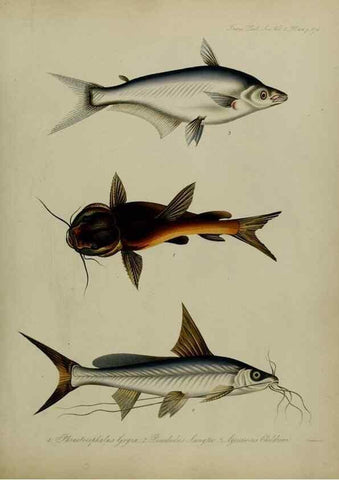 Reproducción/Reproduction 8345540237: Transactions of the Zoological Society of London.. [London] :Published for the Zoological Society of London by Academic Press
