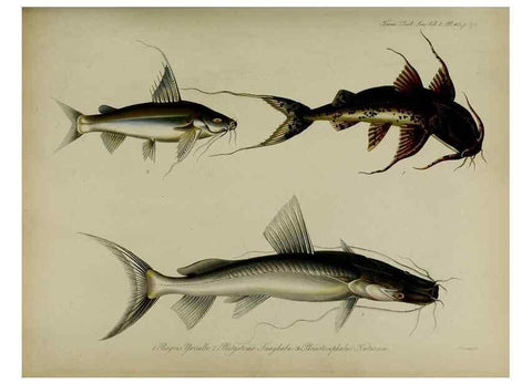 Reproducción/Reproduction 8345539785: Transactions of the Zoological Society of London.. [London] :Published for the Zoological Society of London by Academic Press