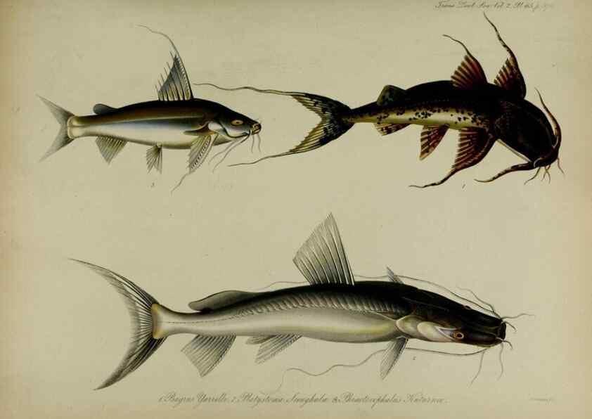 Reproducción/Reproduction 8345539785: Transactions of the Zoological Society of London.. [London] :Published for the Zoological Society of London by Academic Press