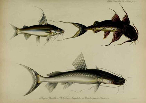 Reproducción/Reproduction 8345539785: Transactions of the Zoological Society of London.. [London] :Published for the Zoological Society of London by Academic Press