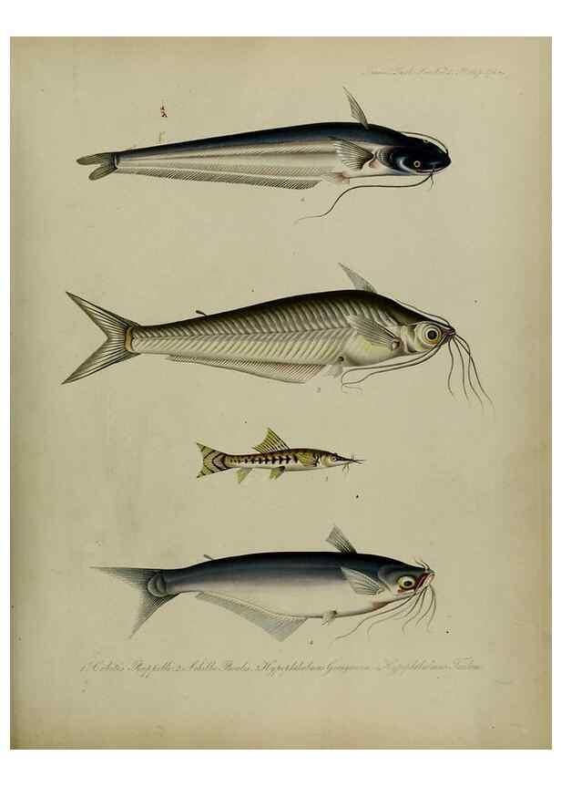 Reproducción/Reproduction 8345539355: Transactions of the Zoological Society of London.. [London] :Published for the Zoological Society of London by Academic Press