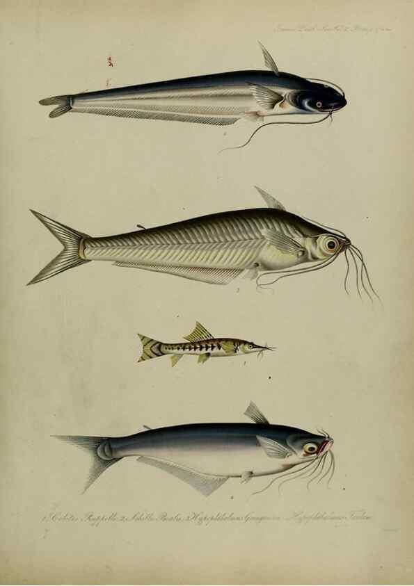 Reproducción/Reproduction 8345539355: Transactions of the Zoological Society of London.. [London] :Published for the Zoological Society of London by Academic Press
