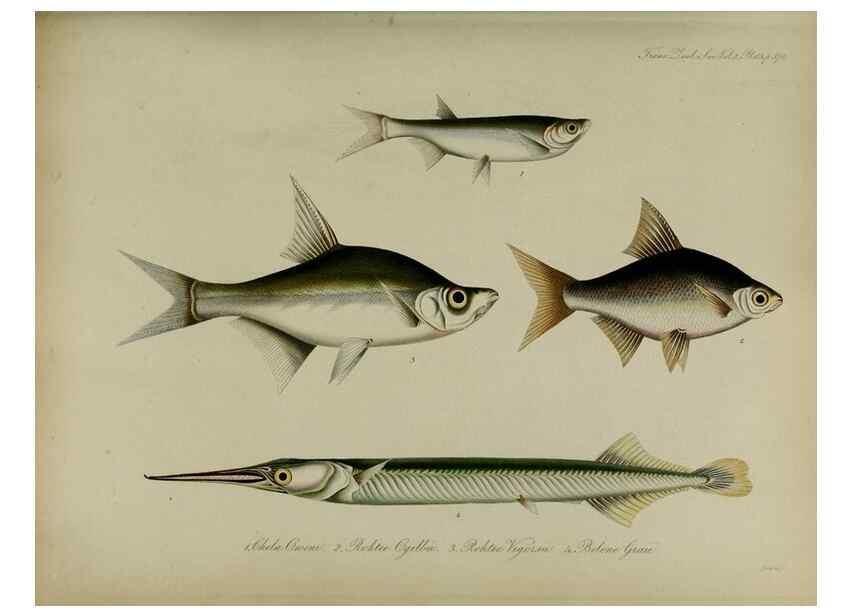 Reproducción/Reproduction 8346592536: Transactions of the Zoological Society of London.. [London] :Published for the Zoological Society of London by Academic Press