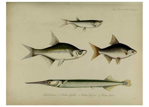 Reproducción/Reproduction 8346592536: Transactions of the Zoological Society of London.. [London] :Published for the Zoological Society of London by Academic Press