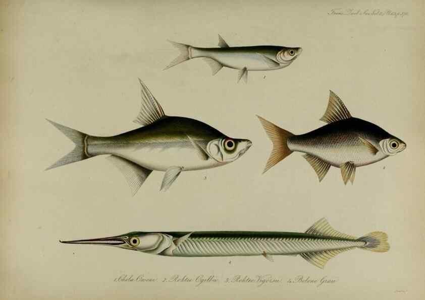 Reproducción/Reproduction 8346592536: Transactions of the Zoological Society of London.. [London] :Published for the Zoological Society of London by Academic Press