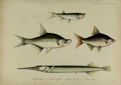 Reproducción/Reproduction 8346592536: Transactions of the Zoological Society of London.. [London] :Published for the Zoological Society of London by Academic Press