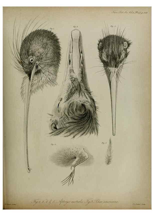 Reproducción/Reproduction 8345529145: Transactions of the Zoological Society of London.. [London] :Published for the Zoological Society of London by Academic Press