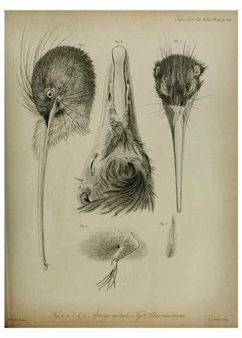Reproducción/Reproduction 8345529145: Transactions of the Zoological Society of London.. [London] :Published for the Zoological Society of London by Academic Press