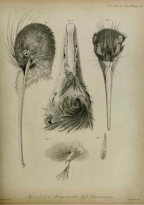 Reproducción/Reproduction 8345529145: Transactions of the Zoological Society of London.. [London] :Published for the Zoological Society of London by Academic Press