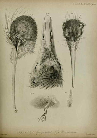 Reproducción/Reproduction 8345529145: Transactions of the Zoological Society of London.. [London] :Published for the Zoological Society of London by Academic Press
