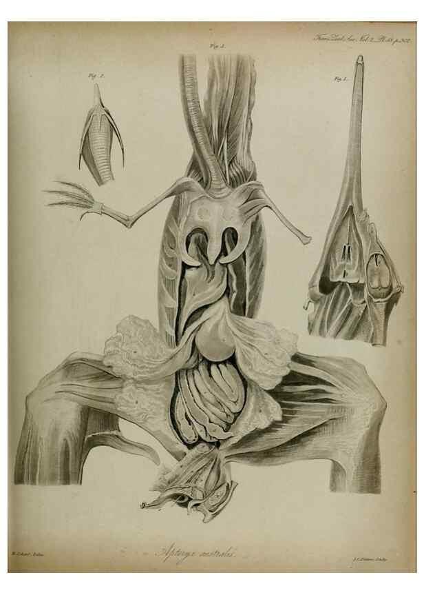 Reproducción/Reproduction 8346583598: Transactions of the Zoological Society of London.. [London] :Published for the Zoological Society of London by Academic Press