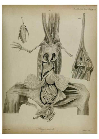 Reproducción/Reproduction 8346583598: Transactions of the Zoological Society of London.. [London] :Published for the Zoological Society of London by Academic Press