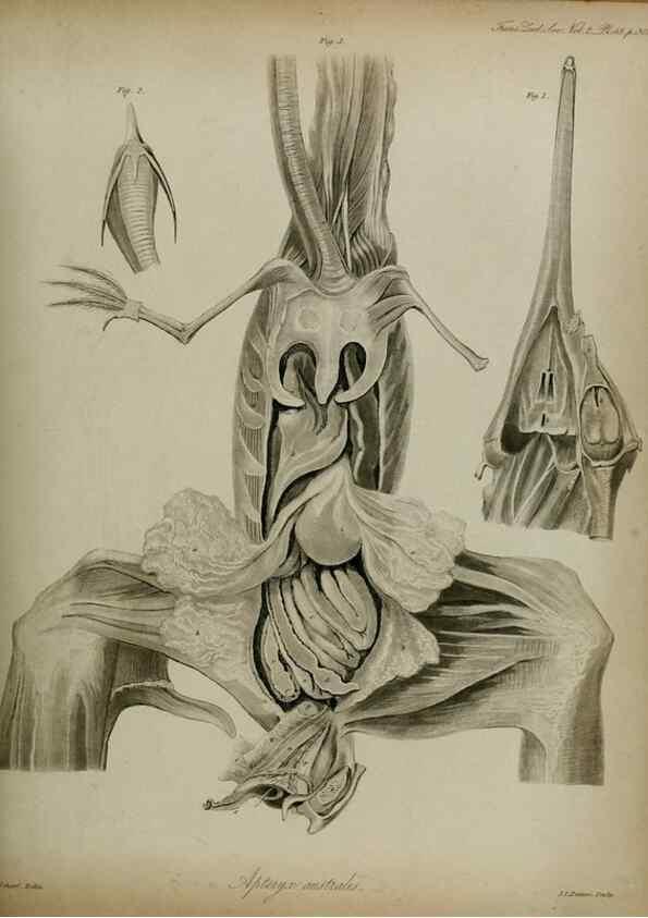 Reproducción/Reproduction 8346583598: Transactions of the Zoological Society of London.. [London] :Published for the Zoological Society of London by Academic Press