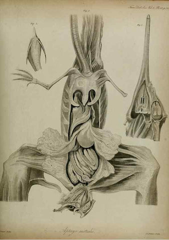 Reproducción/Reproduction 8346583598: Transactions of the Zoological Society of London.. [London] :Published for the Zoological Society of London by Academic Press