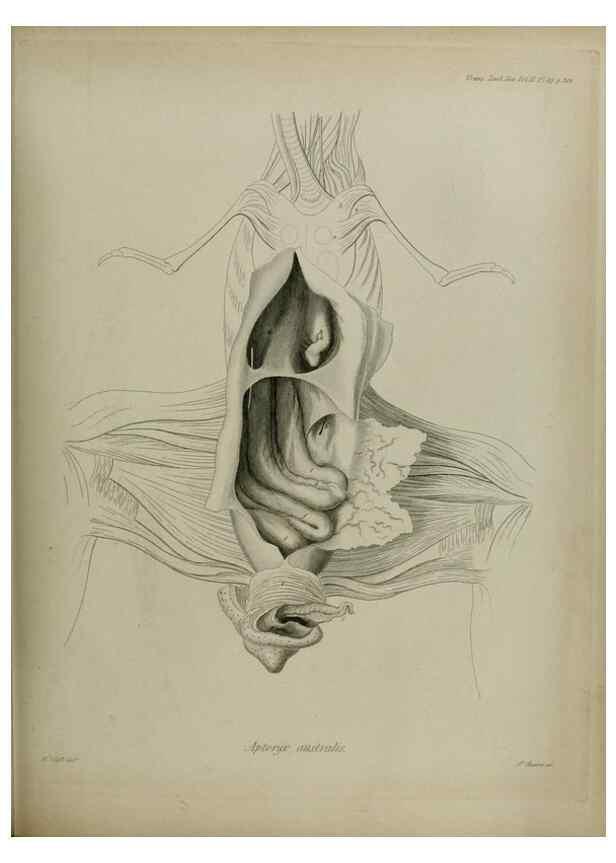 Reproducción/Reproduction 8345529977: Transactions of the Zoological Society of London.. [London] :Published for the Zoological Society of London by Academic Press