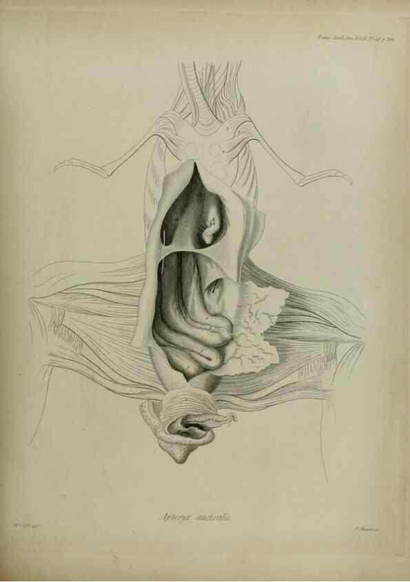 Reproducción/Reproduction 8345529977: Transactions of the Zoological Society of London.. [London] :Published for the Zoological Society of London by Academic Press
