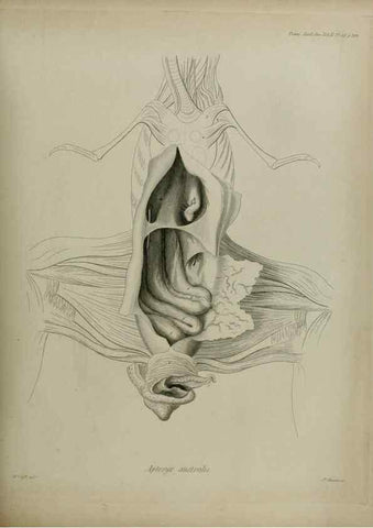 Reproducción/Reproduction 8345529977: Transactions of the Zoological Society of London.. [London] :Published for the Zoological Society of London by Academic Press