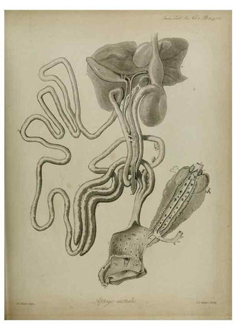 Reproducción/Reproduction 8345530391: Transactions of the Zoological Society of London.. [London] :Published for the Zoological Society of London by Academic Press