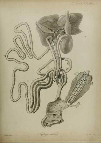 Reproducción/Reproduction 8345530391: Transactions of the Zoological Society of London.. [London] :Published for the Zoological Society of London by Academic Press
