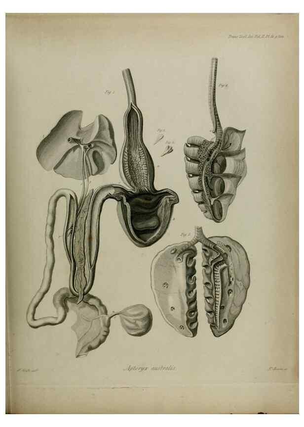 Reproducción/Reproduction 8345531095: Transactions of the Zoological Society of London.. [London] :Published for the Zoological Society of London by Academic Press