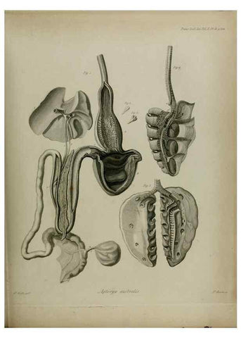 Reproducción/Reproduction 8345531095: Transactions of the Zoological Society of London.. [London] :Published for the Zoological Society of London by Academic Press