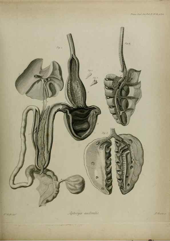 Reproducción/Reproduction 8345531095: Transactions of the Zoological Society of London.. [London] :Published for the Zoological Society of London by Academic Press