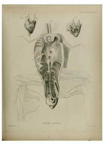 Reproducción/Reproduction 8346585476: Transactions of the Zoological Society of London.. [London] :Published for the Zoological Society of London by Academic Press