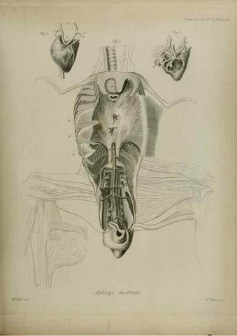 Reproducción/Reproduction 8346585476: Transactions of the Zoological Society of London.. [London] :Published for the Zoological Society of London by Academic Press