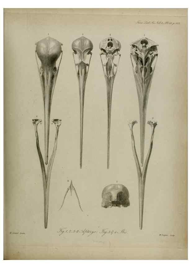 Reproducción/Reproduction 8345531979: Transactions of the Zoological Society of London.. [London] :Published for the Zoological Society of London by Academic Press