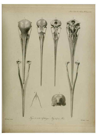 Reproducción/Reproduction 8345531979: Transactions of the Zoological Society of London.. [London] :Published for the Zoological Society of London by Academic Press
