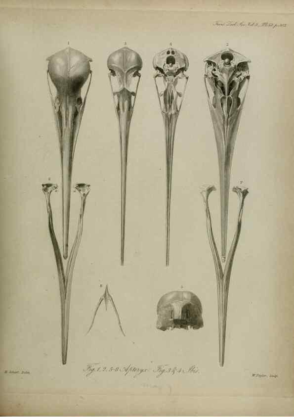 Reproducción/Reproduction 8345531979: Transactions of the Zoological Society of London.. [London] :Published for the Zoological Society of London by Academic Press