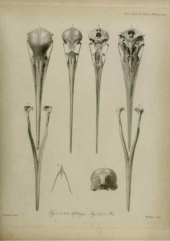 Reproducción/Reproduction 8345531979: Transactions of the Zoological Society of London.. [London] :Published for the Zoological Society of London by Academic Press