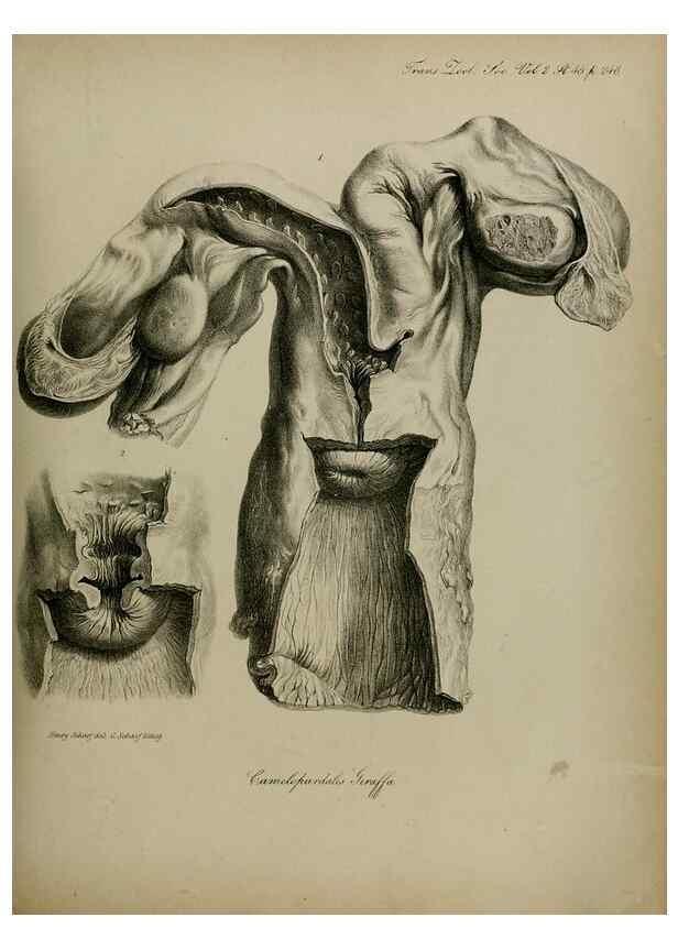 Reproducción/Reproduction 8345527977: Transactions of the Zoological Society of London.. [London] :Published for the Zoological Society of London by Academic Press