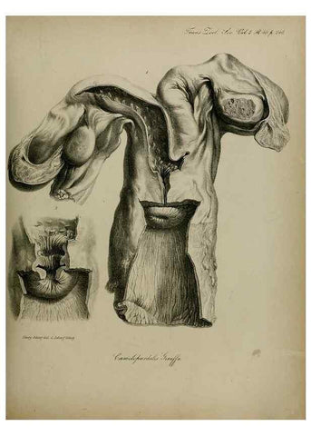 Reproducción/Reproduction 8345527977: Transactions of the Zoological Society of London.. [London] :Published for the Zoological Society of London by Academic Press
